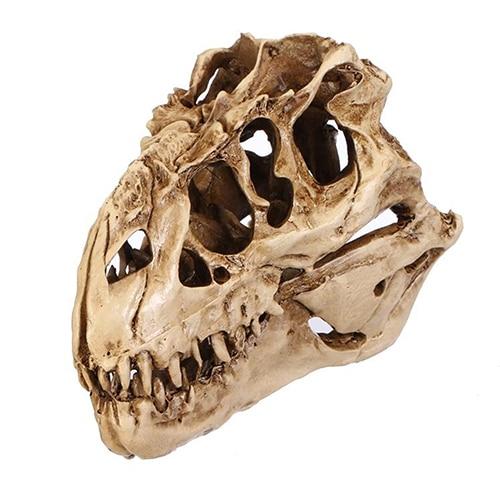 Dinosaur Skull Model-Innovation